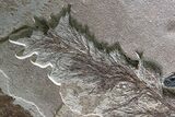 Spectacular Palm Infructescence & Fish Fossil Mural - Wyoming #380244-3